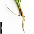 SpeciesSub: var. pyracanthifolia
